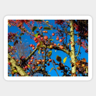 Crab Apples Against Bright Blue Sky Sticker